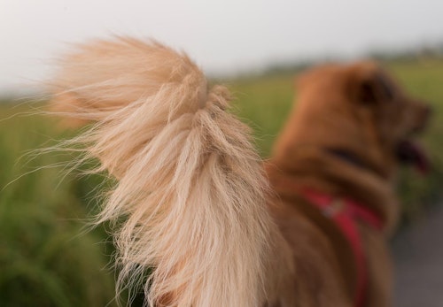 犬のしっぽの骨が折れる原因は 対処法や注意すべきことを解説 獣医師監修 わんクォール 犬のしっぽの骨が折れる原因は 対処法や注意すべきことを解説 獣医師監修 わんクォール