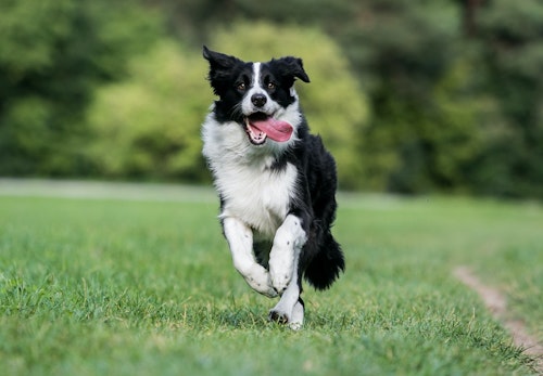 ボーダー コリーはどんな犬 性格や特徴 飼い方のコツやかかりやすい病気などについて解説 獣医師監修 わんクォール ボーダー コリーはどんな犬 性格や特徴 飼い方のコツやかかりやすい病気などについて解説 獣医師監修 わんクォール