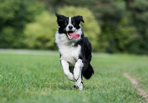 ボーダー コリーはどんな犬 性格や特徴 飼い方のコツやかかりやすい病気などについて解説 獣医師監修 わんクォール