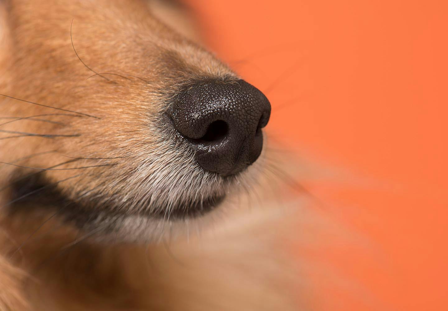 犬の鼻血の原因は？考えられる病気と対処法、病院に行くタイミングについて解説【獣医師監修】