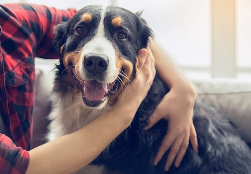 犬のおすわりのしつけ方は 初めて犬を飼う人でも簡単にできるコツを解説 獣医師監修 わんクォール 犬のおすわりのしつけ方は 初めて犬を飼う人でも簡単にできるコツを解説 獣医師監修 わんクォール