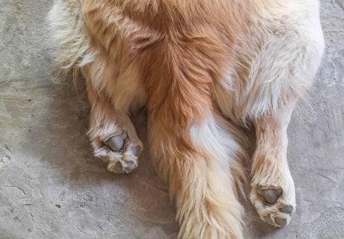 犬の肛門腺は絞った方がいい 正しい絞り方と普段のお手入れについて解説 獣医師監修 わんクォール 犬の肛門腺は絞った方がいい 正しい絞り方と普段のお手入れについて解説 獣医師監修 わんクォール