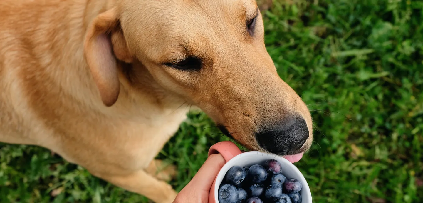犬 に ブルーベリー