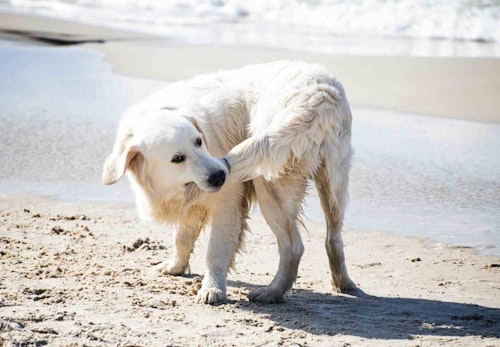 犬が尻尾を追いかけるはストレスのサイン 主な原因とリスクを解説します 獣医師監修 わんクォール 犬が尻尾を追いかけるはストレスのサイン 主な原因とリスクを解説します 獣医師監修 わんクォール