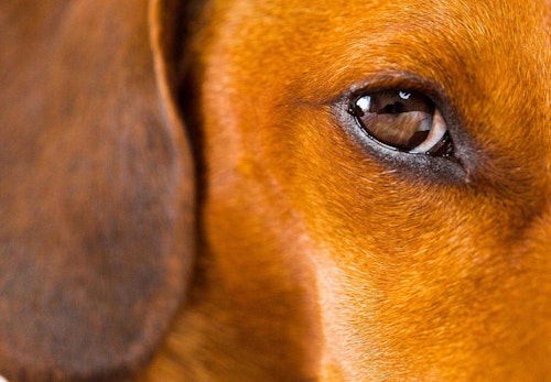 犬の目やにの取り方は 嫌がる時の対処法やこびりつきの拭き取り方を解説 獣医師監修 わんクォール 犬の目やにの取り方は 嫌がる時の対処法やこびりつきの拭き取り方を解説 獣医師監修 わんクォール