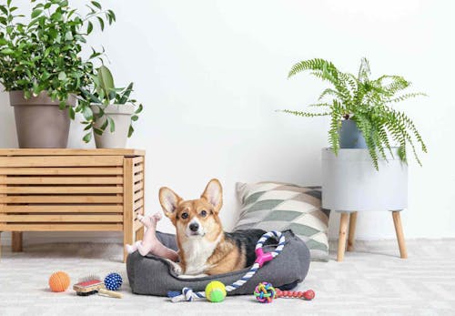 犬のおもちゃ ちゃんと洗ってる 素材別の正しい洗い方と頻度を紹介 獣医師監修 わんクォール 犬のおもちゃ ちゃんと洗ってる 素材別の正しい洗い方と頻度を紹介 獣医師監修 わんクォール