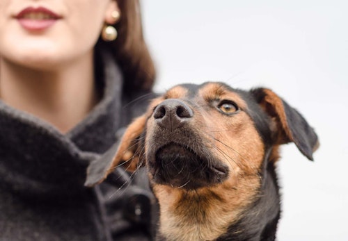 犬と人の聴力の違い