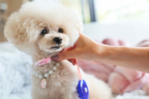 型紙不要 愛犬用エリザベスカラーを手作り 飼い主の古着を切って貼るだけの安心 サステナブルなdiy わんクォール 型紙不要 愛犬用エリザベスカラーを手作り 飼い主の古着を切って貼るだけの安心 サステナブルなdiy わんクォール