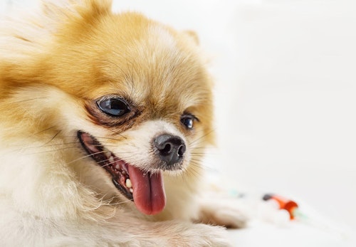 不調のサインを見逃さないで 犬の舌の色から分かる健康状態6選 獣医師監修 わんクォール 不調のサインを見逃さないで 犬の舌の色から分かる健康状態6選 獣医師監修 わんクォール