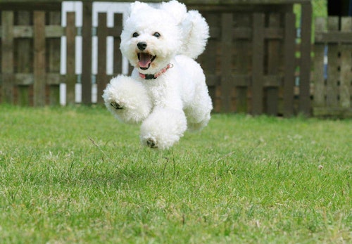 トイ プードルの適正体重は何kg 体重チェックや管理方法 月齢別の推移について解説 獣医師監修 わんクォール トイ プードルの適正体重は何kg 体重チェックや管理方法 月齢別の推移について解説 獣医師監修 わんクォール