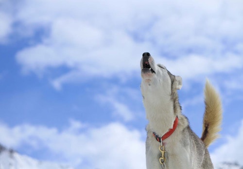 犬が反応する音とは 好きな音 嫌いな音はある 音に敏感な理由も解説 獣医師監修 わんクォール