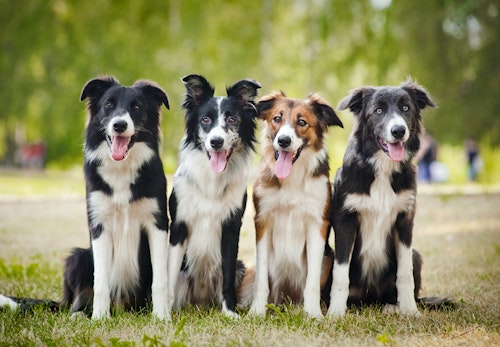 ボーダー コリーはどんな犬 性格や特徴 飼い方のコツやかかりやすい病気などについて解説 獣医師監修 わんクォール ボーダー コリーはどんな犬 性格や特徴 飼い方のコツやかかりやすい病気などについて解説 獣医師監修 わんクォール