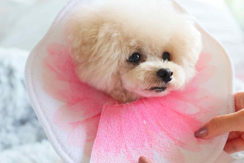 型紙不要 愛犬用エリザベスカラーを手作り 飼い主の古着を切って貼るだけの安心 サステナブルなdiy わんクォール 型紙不要 愛犬用エリザベスカラーを手作り 飼い主の古着を切って貼るだけの安心 サステナブルなdiy わんクォール