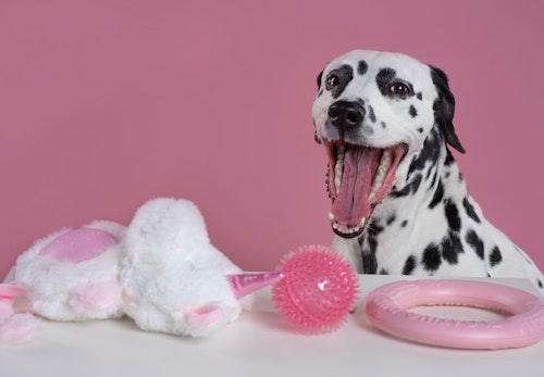 犬のおもちゃ ちゃんと洗ってる 素材別の正しい洗い方と頻度を紹介 獣医師監修 わんクォール 犬のおもちゃ ちゃんと洗ってる 素材別の正しい洗い方と頻度を紹介 獣医師監修 わんクォール