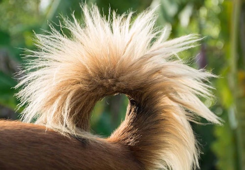 犬のしっぽの骨が折れる原因は 対処法や注意すべきことを解説 獣医師監修 わんクォール 犬のしっぽの骨が折れる原因は 対処法や注意すべきことを解説 獣医師監修 わんクォール