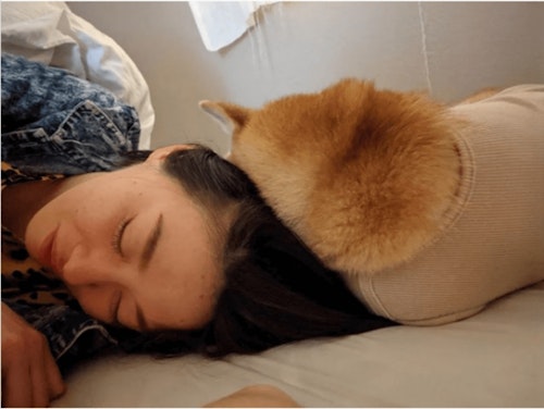 女性と添い寝する保護犬おまめ