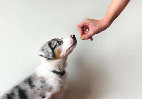 犬のおすわりのしつけ方は 初めて犬を飼う人でも簡単にできるコツを解説 獣医師監修 わんクォール