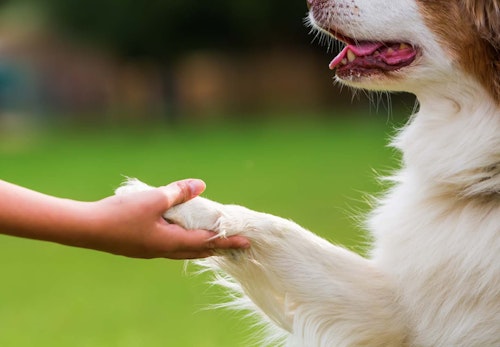 お手は右手と左手 どっちが正しい 簡単な教え方としつけのコツを解説 獣医師監修 わんクォール お手は右手と左手 どっちが正しい 簡単な教え方としつけのコツを解説 獣医師監修 わんクォール