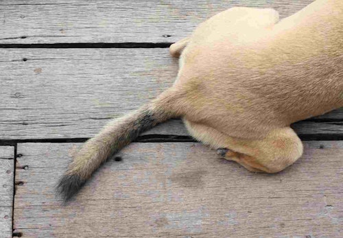 犬が尻尾を追いかけるはストレスのサイン 主な原因とリスクを解説します 獣医師監修 わんクォール 犬が尻尾を追いかけるはストレスのサイン 主な原因とリスクを解説します 獣医師監修 わんクォール