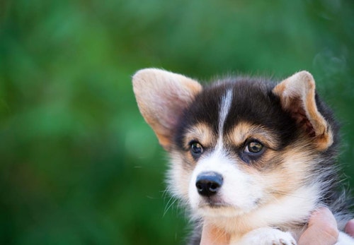 人間には聞こえないけど 犬の耳には聞こえている音6選 獣医師監修 わんクォール 人間には聞こえないけど 犬の耳には聞こえている音6選 獣医師監修 わんクォール