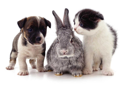 犬と一緒に他の動物を飼う前に 主なペット別の注意点をご紹介します 獣医師監修 わんクォール 犬と一緒に他の動物を飼う前に 主なペット別の注意点をご紹介します 獣医師監修 わんクォール