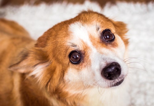 犬の目やにの取り方は 嫌がる時の対処法やこびりつきの拭き取り方を解説 獣医師監修 わんクォール