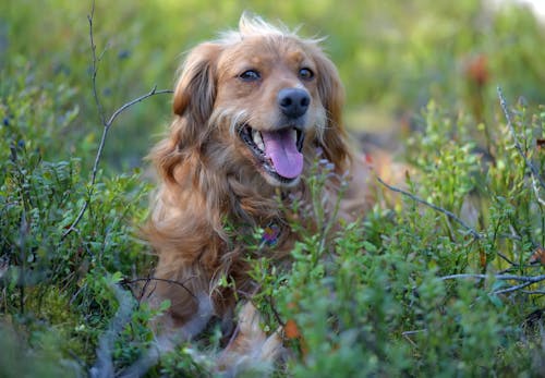 犬にブルーベリーはng 考えられるリスクと中毒症状を起こした場合の対処法を解説 獣医師監修 わんクォール