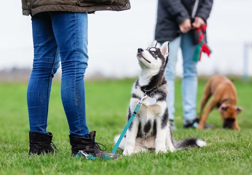 犬のおすわりのしつけ方は 初めて犬を飼う人でも簡単にできるコツを解説 獣医師監修 わんクォール 犬のおすわりのしつけ方は 初めて犬を飼う人でも簡単にできるコツを解説 獣医師監修 わんクォール