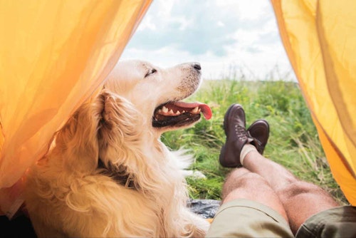 愛犬と行くキャンプで気を付けるべきこと