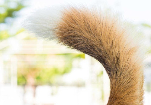 犬のしっぽの骨が折れる原因は 対処法や注意すべきことを解説 獣医師監修 わんクォール 犬のしっぽの骨が折れる原因は 対処法や注意すべきことを解説 獣医師監修 わんクォール