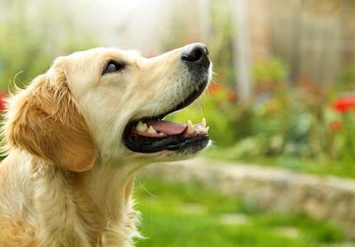 ゴールデン レトリバーの適正体重は何kg 月齢ごとの推移や体重管理の方法などを解説 獣医師監修 わんクォール ゴールデン レトリバーの適正体重は何kg 月齢ごとの推移や体重管理の方法などを解説 獣医師監修 わんクォール