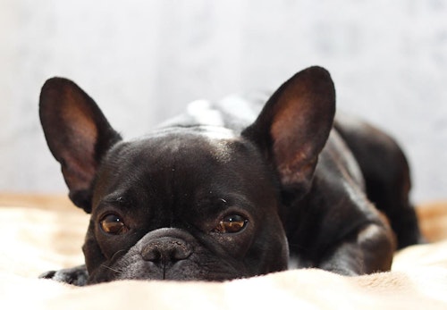 犬の目やにの取り方は 嫌がる時の対処法やこびりつきの拭き取り方を解説 獣医師監修 わんクォール 犬の目やにの取り方は 嫌がる時の対処法やこびりつきの拭き取り方を解説 獣医師監修 わんクォール