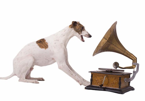 犬が反応する音とは 好きな音 嫌いな音はある 音に敏感な理由も解説 獣医師監修 わんクォール 犬が反応する音とは 好きな音 嫌いな音はある 音に敏感な理由も解説 獣医師監修 わんクォール