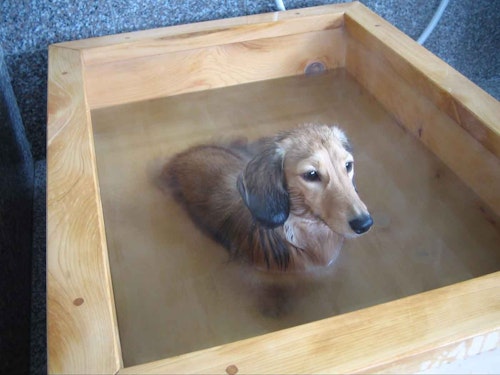 スプラッシュガーデン秩父の犬用温泉