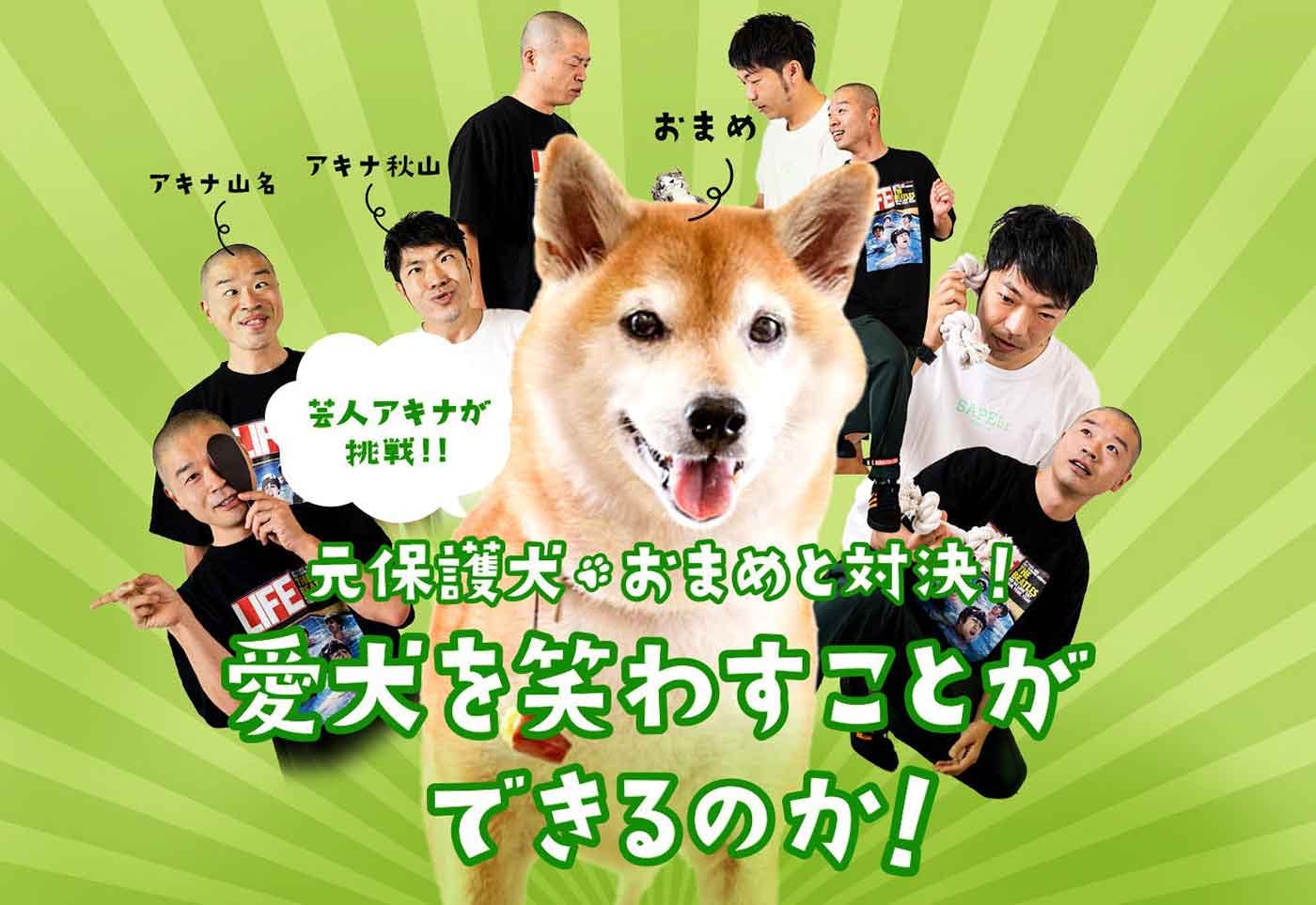 芸人アキナが挑戦 元保護犬 おまめ と対決 愛犬を笑わすことができるのか わんクォール