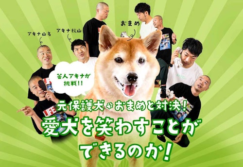 芸人アキナが挑戦 元保護犬 おまめ と対決 愛犬を笑わすことができるのか わんクォール 芸人アキナが挑戦 元保護犬 おまめ と対決 愛犬を笑わすことができるのか わんクォール