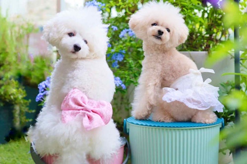 型紙 ミシン不要 愛犬のマナーパンツを簡単に手作り オス メス使える作り方で外出時にも大活躍 わんクォール 型紙 ミシン不要 愛犬のマナーパンツを簡単に手作り オス メス使える作り方で外出時にも大活躍 わんクォール