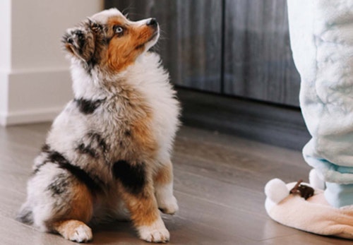 犬のおすわりのしつけ方は 初めて犬を飼う人でも簡単にできるコツを解説 獣医師監修 わんクォール