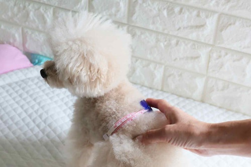 男女共用の愛犬用マナーパンツの作り方　愛犬の腰回りを測る