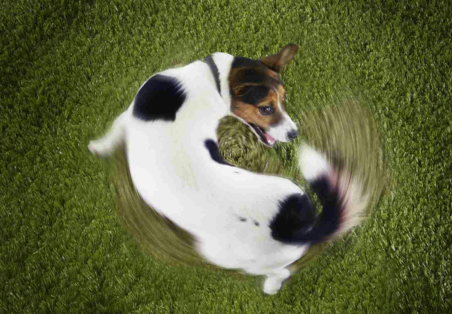 犬が尻尾を追いかけるはストレスのサイン！主な原因とリスクを解説します【獣医師監修】