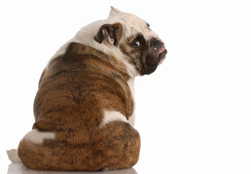 犬の肛門腺は絞った方がいい 正しい絞り方と普段のお手入れについて解説 獣医師監修 わんクォール 犬の肛門腺は絞った方がいい 正しい絞り方と普段のお手入れについて解説 獣医師監修 わんクォール