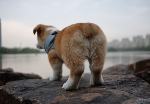 犬の肛門腺は絞った方がいい 正しい絞り方と普段のお手入れについて解説 獣医師監修 わんクォール 犬の肛門腺は絞った方がいい 正しい絞り方と普段のお手入れについて解説 獣医師監修 わんクォール