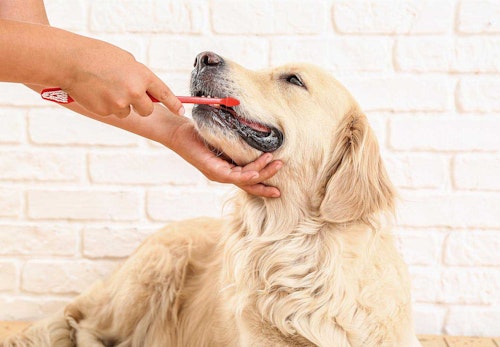 不調のサインを見逃さないで 犬の舌の色から分かる健康状態6選 獣医師監修 わんクォール