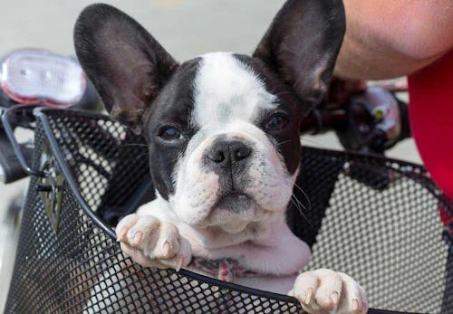 思わぬ事故に気をつけて 犬との暮らしのヒヤリハット事例10選 獣医師監修 わんクォール 思わぬ事故に気をつけて 犬との暮らしのヒヤリハット事例10選 獣医師監修 わんクォール