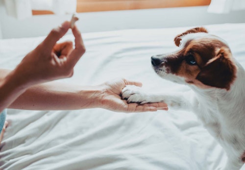 お手は右手と左手 どっちが正しい 簡単な教え方としつけのコツを解説 獣医師監修 わんクォール お手は右手と左手 どっちが正しい 簡単な教え方としつけのコツを解説 獣医師監修 わんクォール