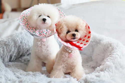 型紙不要 愛犬にぴったりなエリザベスカラーの作り方 古着を切って貼るだけのエコなdiy わんクォール 型紙不要 愛犬にぴったりなエリザベスカラーの作り方 古着を切って貼るだけのエコなdiy わんクォール