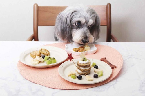 【便秘予防】愛犬用ヘルシーパンケーキの作り方！バナナとオートミールを使った食物繊維たっぷりメニュー