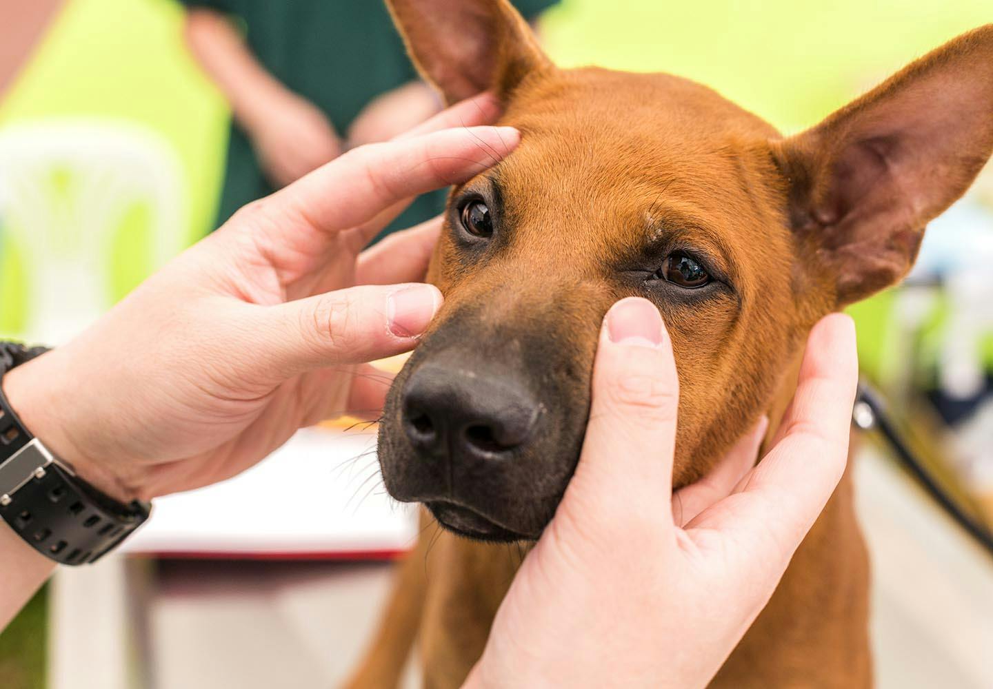 犬の目やにの取り方は？嫌がる時の対処法やこびりつきの拭き取り方を解説【獣医師監修】