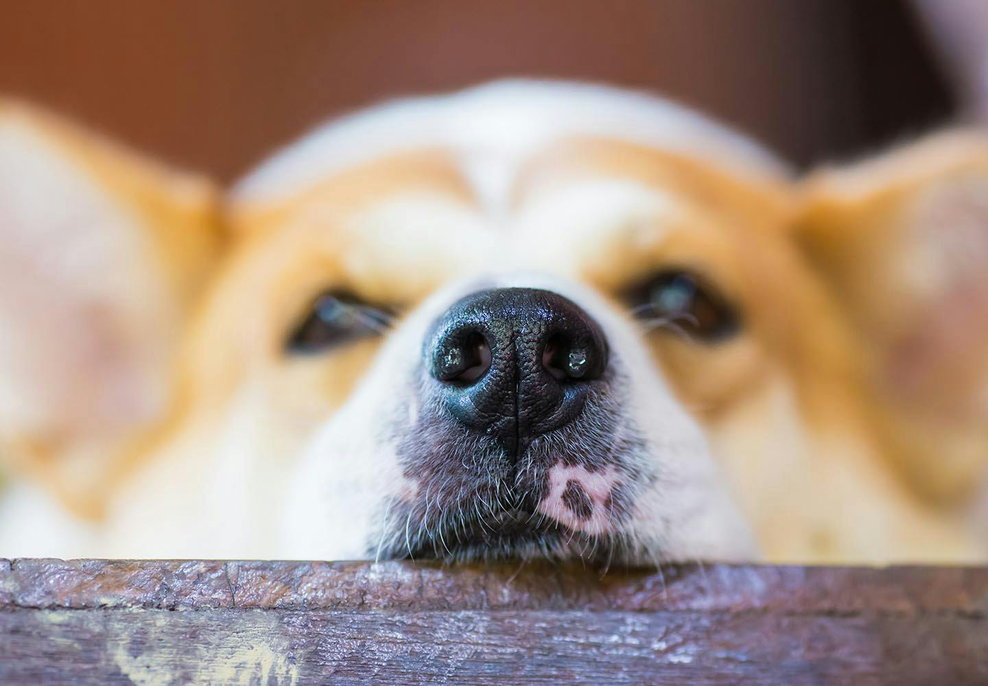 ペット 安い 犬 死亡 鼻 口 つめる