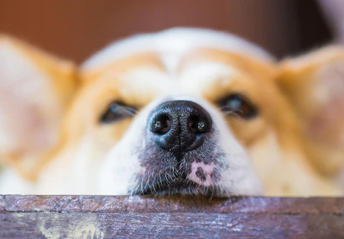 犬の鼻血の原因は 考えられる病気と対処法 病院に行くタイミングについて解説 獣医師監修 わんクォール 犬の鼻血の原因は 考えられる病気と対処法 病院に行くタイミングについて解説 獣医師監修 わんクォール